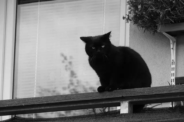 how to cat proof a balcony