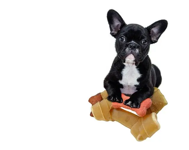 Can French bulldogs eat peanut butter