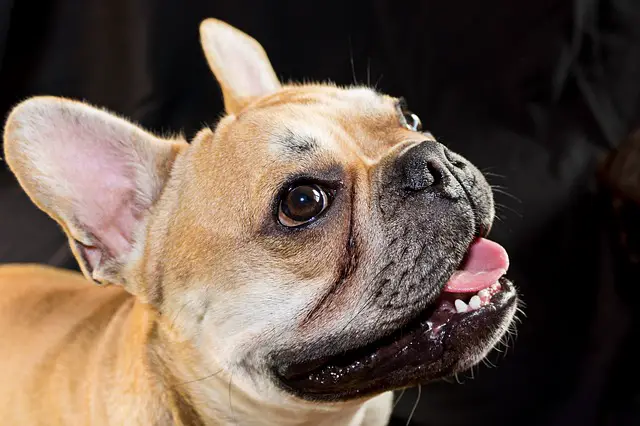 can French bulldogs eat pineapple