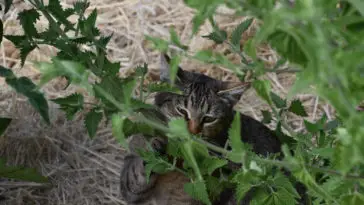 can cats eat mint leaves