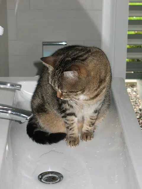 Can i use human shampoo on my cat
