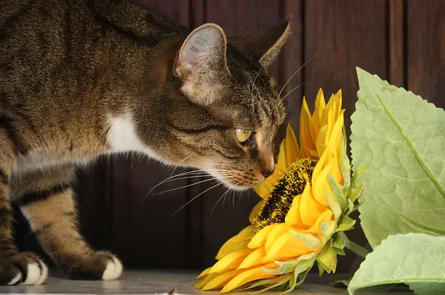 can cats eat sunflower seeds