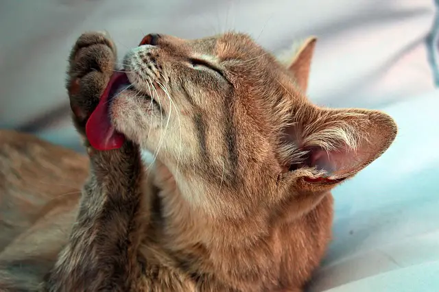 Why do cats like the smell of bleach?