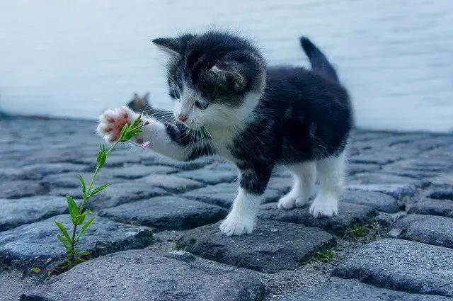 can cats eat sunflower seeds