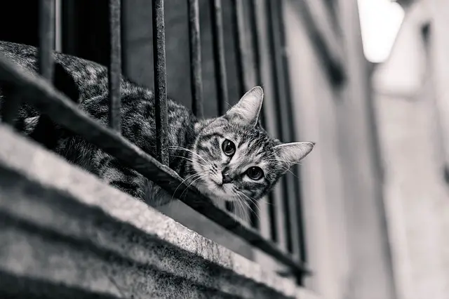 how to cat proof a balcony