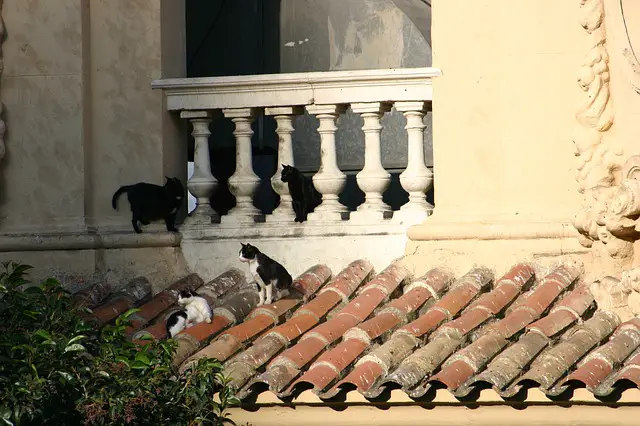 how to cat proof a balcony