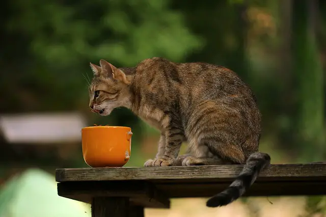 how long can cats go without food and water