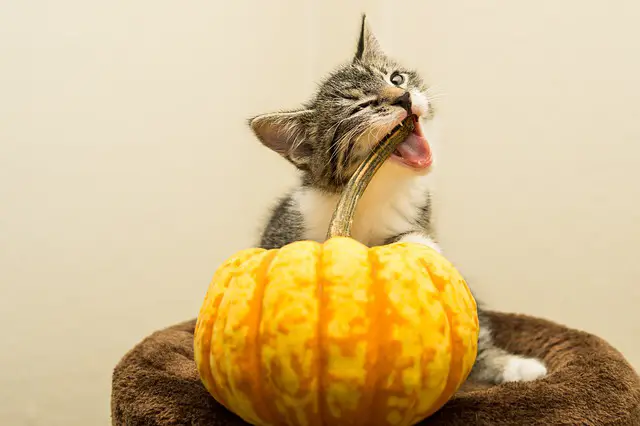 cat with pumpkin