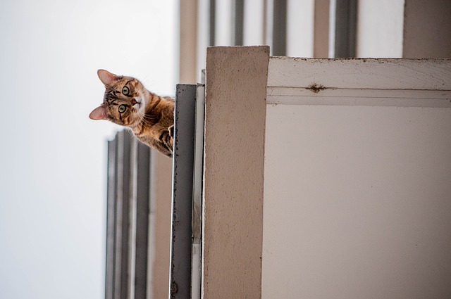 how to cat proof a balcony