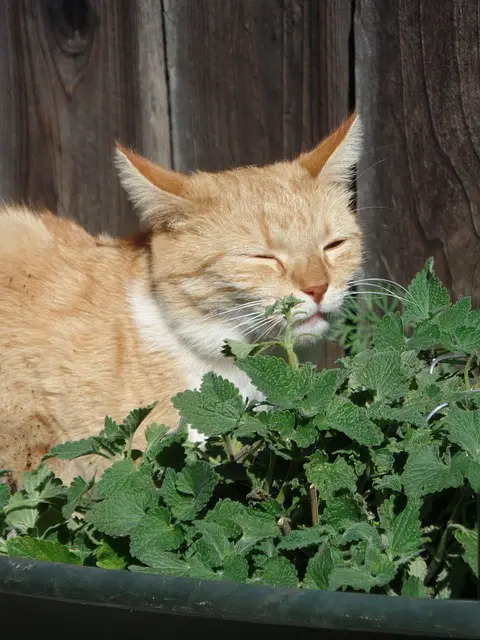 can cats eat mint leaves