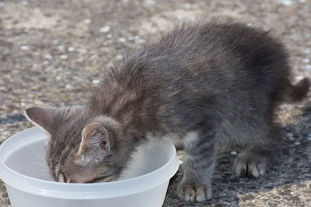 how long can cats go without food and water