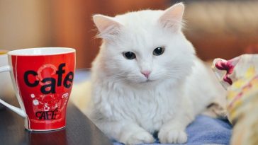 can cats drink green tea