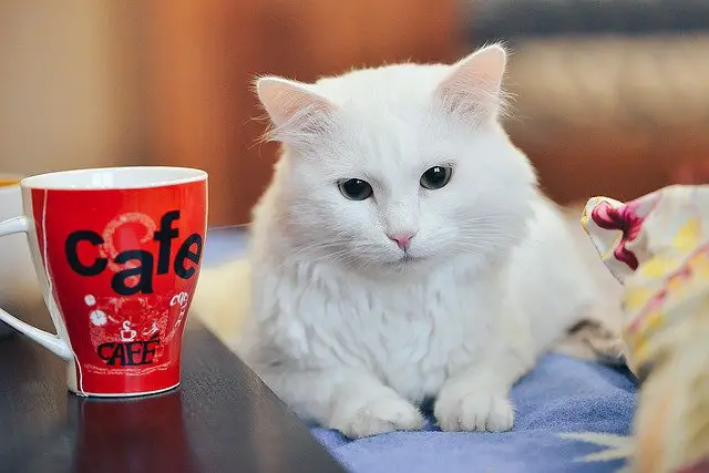 can cats drink green tea