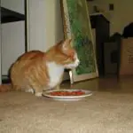 can cats eat cooked shrimp
