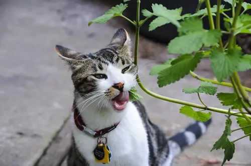 my cat is attracted to mint