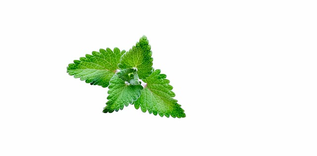 can cats eat mint leaves