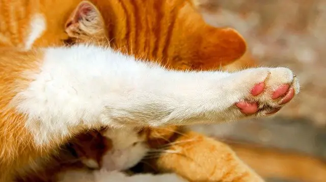 Why do cats like the smell of bleach?