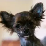 why are Chihuahuas so needy