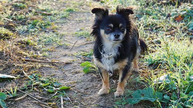 how much exercise do Chihuahuas need