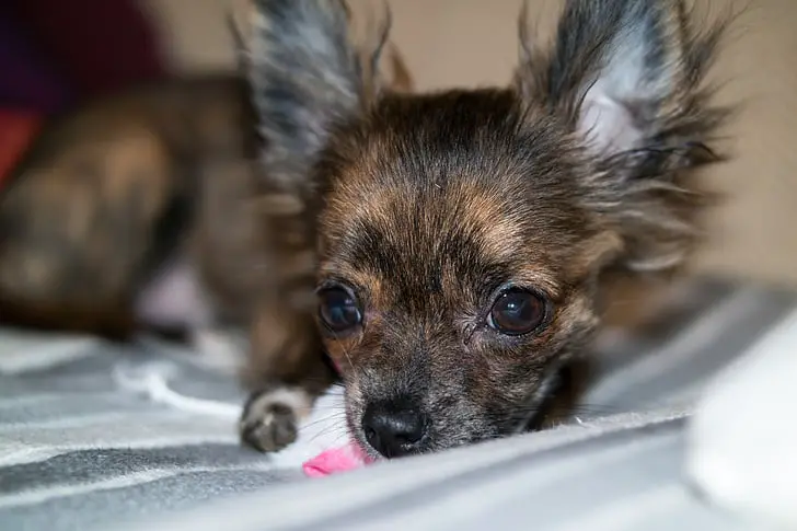 why do Chihuahuas bite