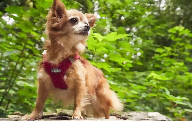 how much exercise do Chihuahuas need