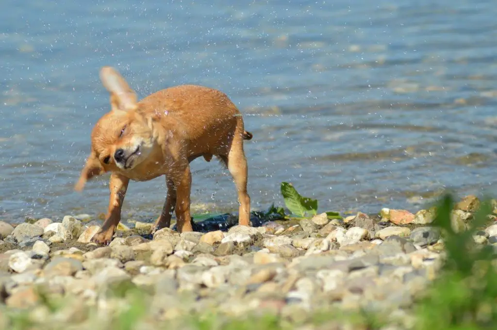 how much exercise do Chihuahuas need