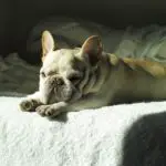 do French bulldogs shed