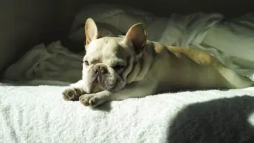 do French bulldogs shed