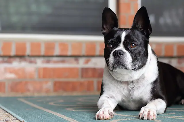 do French bulldogs shed