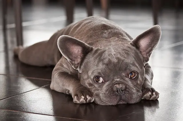 can French bulldogs eat grapes