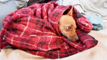 Why do Chihuahuas burrow?