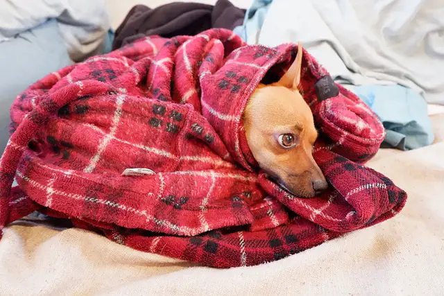 Why do Chihuahuas burrow?