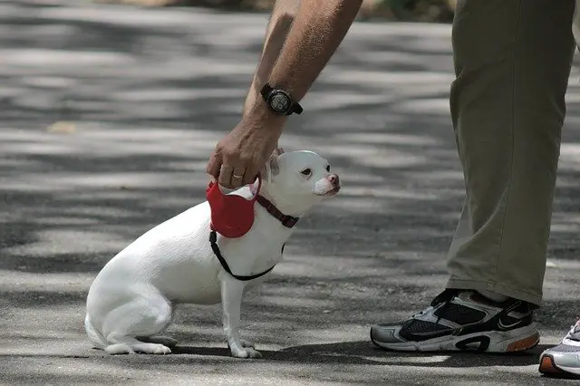 how much exercise do Chihuahuas need