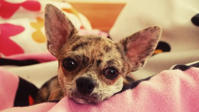 Do Chihuahuas like to be kissed?