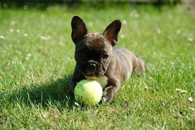 can French bulldogs eat pineapple