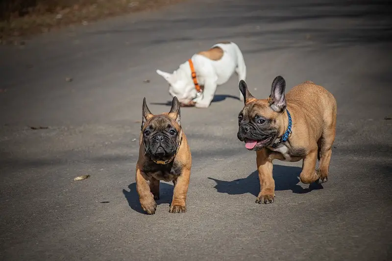 are French bulldogs good with other dogs