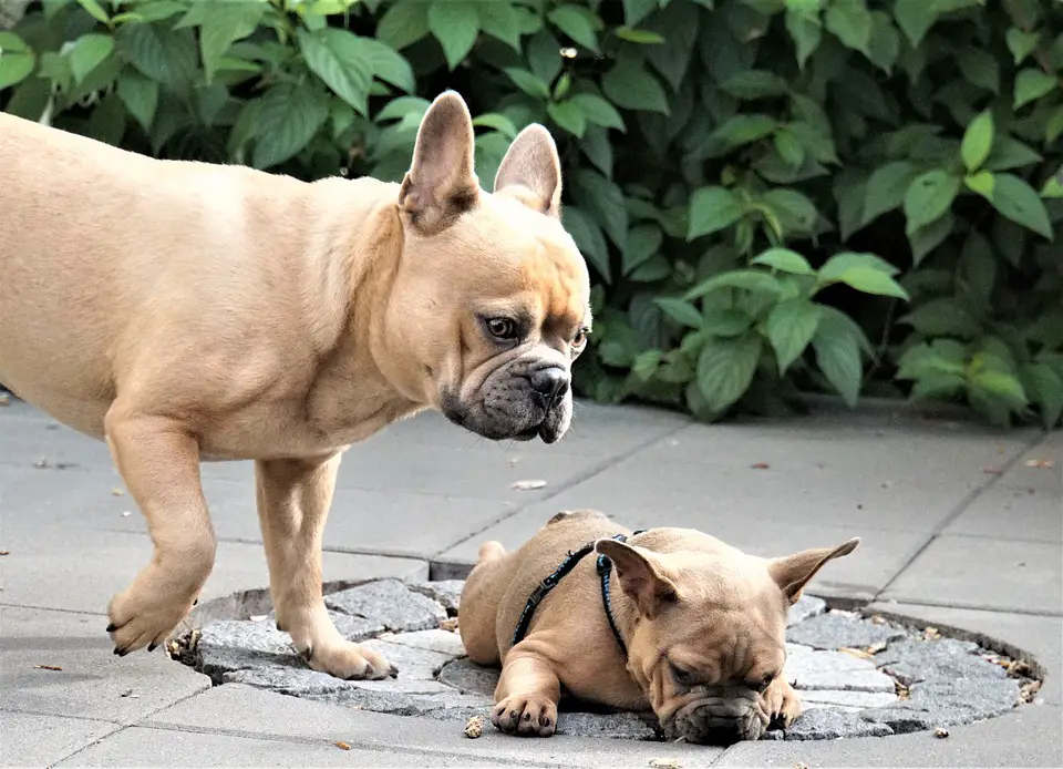 are French bulldogs good with other dogs
