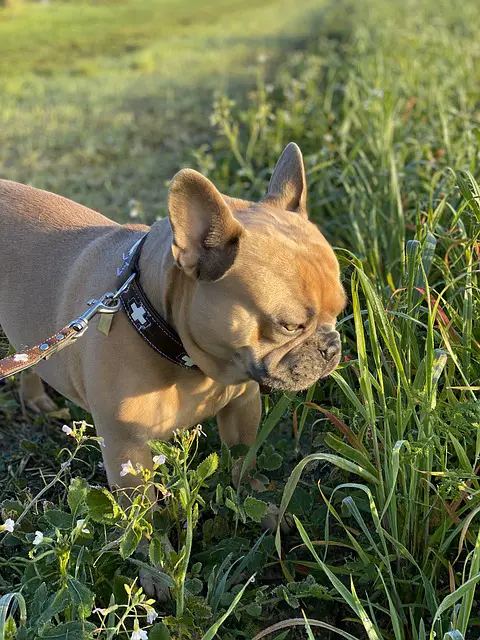 can French bulldogs eat carrots