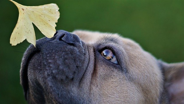 can French bulldogs eat carrots