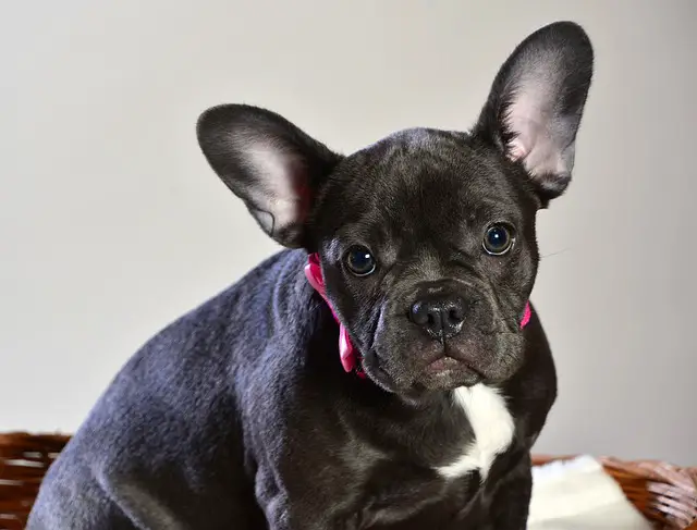 do French bulldogs shed