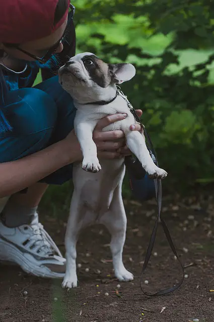 do French bulldogs shed