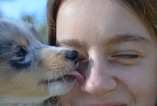 Do Chihuahuas like to be kissed?