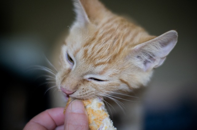 can cats eat salmon skin