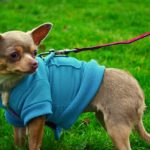 how much exercise do Chihuahuas need