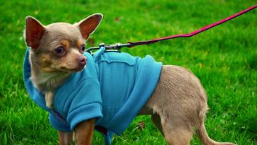 how much exercise do Chihuahuas need