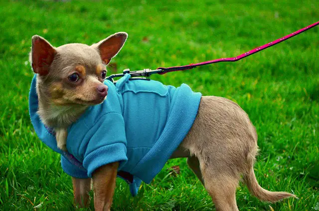 how much exercise does a chihuahua need