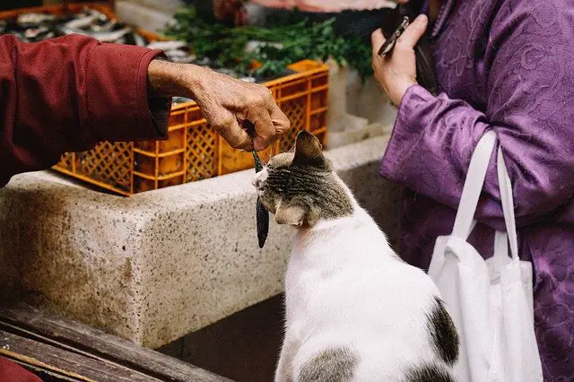 can cats eat salmon skin