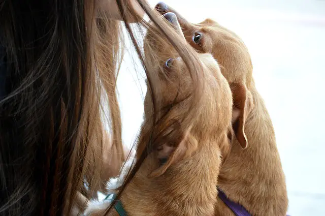 Do Chihuahuas like to be kissed?