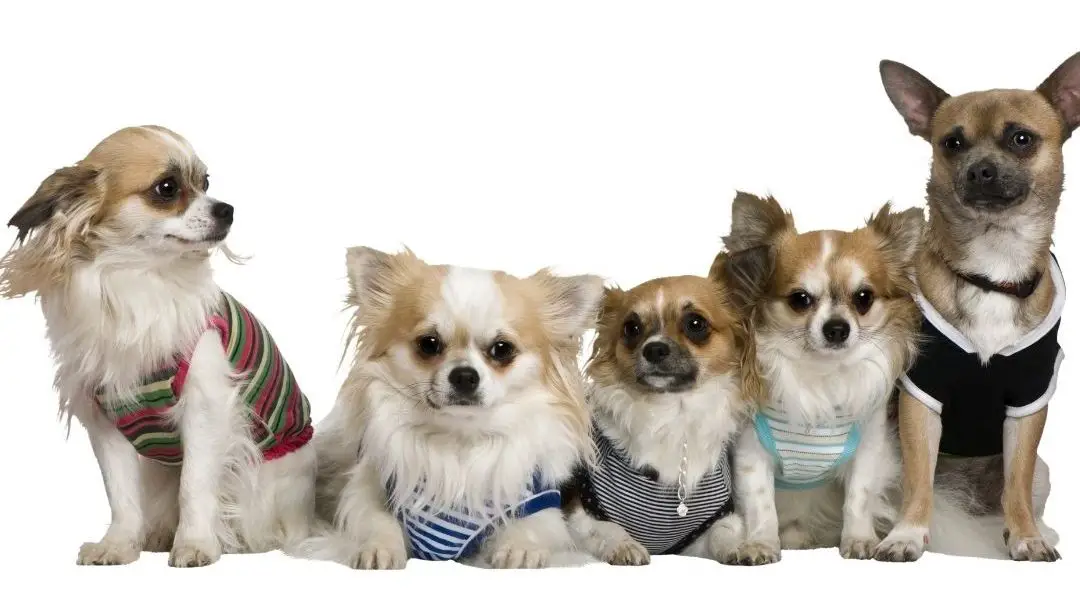 do-chihuahuas-get-along-with-other-dogs