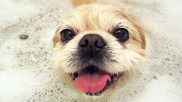 How often should I bathe my Chihuahua?